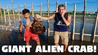 GIANT STRANGE ALIEN CRABS IN THE PHILIPPINES Scary Horseshoe Crabs [upl. by Clara990]