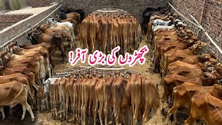 Cheap Prices Today 35 Sahiwal Calf M Hussain Bachra Farm Big offers  wachavacha کھیرے Calves [upl. by Brathwaite110]