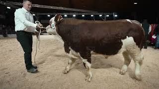 Fleckvieh Simmental Klasse 1 [upl. by Dippold]