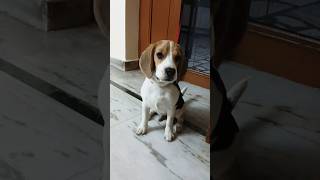 Beagle pup bark ytshorts beagle beaglepuppies viralvideo india trending beagledog shortsfeed [upl. by Allimac]