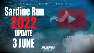 Sardine Run 2022 Update  3 June  ASFN Sardine Run [upl. by Akerdal]