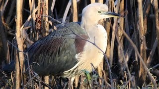 Whitenecked Heron  Scheyville National Park [upl. by Ardnassac]