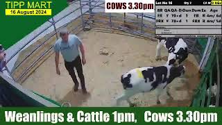 TIPPERARY TOWN MART 16 Aug 2024 Calves Cattle amp cows [upl. by Gninnahc]