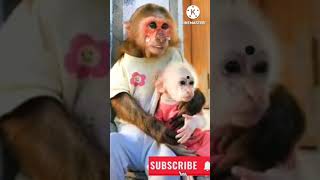 Thalli Thalli Naa Chitti Thalli SongBewarsRajendraprasadShortsViralMonkey [upl. by Aneema360]