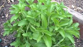 Growing Stevia in Northern California Sugar Alternative also called Sweet Leaf [upl. by Lleder]