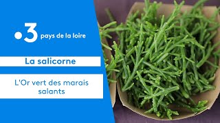 Gastronomie  la salicorne cet aliment méconnu de nos marais salants [upl. by Iddet]