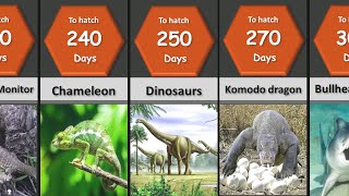 Egg Incubation Period Comparison [upl. by Fan258]