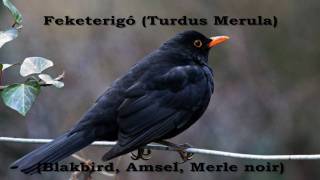 Feketerigó Turdus merula [upl. by Bendicty]