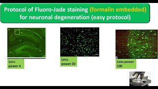 Protocol of FluoroJade staining formalin embedded for neuronal degeneration easy protocol [upl. by Ylrebmic942]