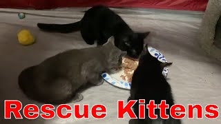 Foster Kittens Eating Wet Food  Happy Kitten Sounds [upl. by Arua]