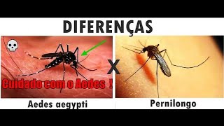 Aedes aegypt Tudo que você precisa saber Parte 1 [upl. by Terrence]