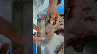 Tongue larynx trachea pharynx amp oesophagus viscera demo in bangla mbbs1stprof mbbs anatomy [upl. by Lacefield764]