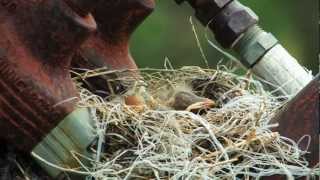 A Journey in Nature  Sandhill Crane Documentary in Central Nebraska [upl. by Walkling148]