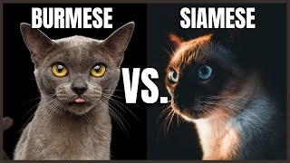 Burmese Cat VS Siamese Cat [upl. by Eruza685]