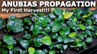 How to Divide Anubias  Harvesting my Emersed Anubias Plants [upl. by Yesnel]