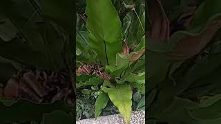 BIRDS NEST FERN lenlineofwvlog0601 [upl. by Blinnie852]