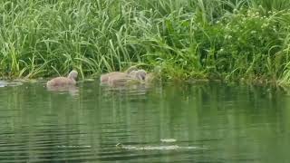 Family  Swans  5 Cygnets [upl. by Had]