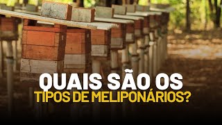 4 TIPOS DE MELIPONARIO Saiba qual o seu [upl. by Risley65]