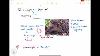 Rbc morphology haematology 23 First Aid USMLE Step 1 in UrduHindi [upl. by Darrill]