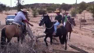 Domadura tradicional Lolol Chile [upl. by Garvy]