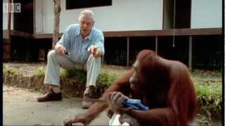 Attenborough Amazing DIY Orangutans  BBC Earth [upl. by Iad]