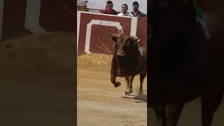 😱 SALTA EL TORO PARA INTENTAR ESCAPAR  CIEMPOZUELOS MADRID 2024 [upl. by Rafaelof557]