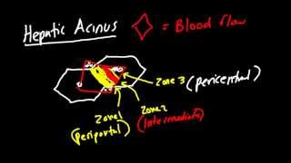 Liver Architecture Made Simple Classic Lobule Hepatic Lobule Heptaic Acinus [upl. by Asena]