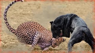 ¡Este Leopardo Se Metió Con El Perro Equivocado Las PELEAS MAS BRUTALES [upl. by Mia]