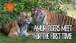 Amur Tigers Meet for The First Time │ Woburn Safari Park [upl. by Ahmar673]