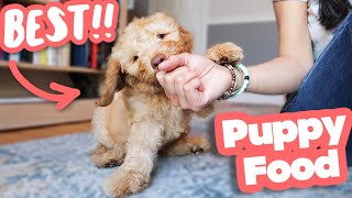 HOW TO FEED A PUPPY 👉 Everything you need to know [upl. by Metcalf]