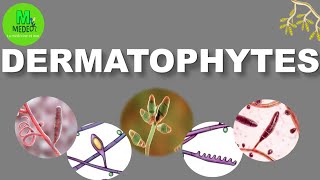 DERMATOPHYTOSES cours de parasitologiemycologie médicale [upl. by Odlavso231]