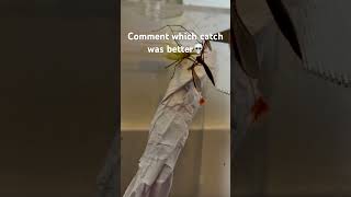 Which catch was better😈😱bugs nature insects insectlovers buglovers prayingmantis arachnid [upl. by Datnow]