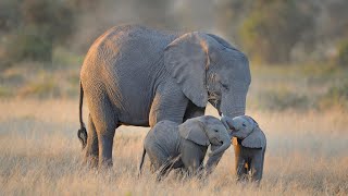 Baby Elephants With Mother Elephants  Guabari Dumriya River  Verry Cute baby Elephants [upl. by Nimad]