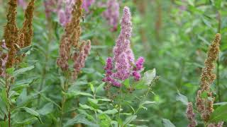 hardhack  Spiraea douglasii Identification and characteristics [upl. by Trici75]