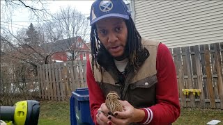 Cleaning Coturnix Quail Hutch During Winter Cold Weather Update [upl. by Nosylla]