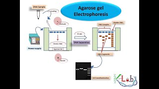 Agarose Gel Electrophoresis HD Principle Methodology amp Protocol [upl. by Clarke]