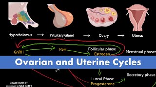 Ovarian and Uterine Cycle Menstrual Cycle [upl. by Justinn]