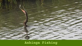 Anhinga Fishing [upl. by Keene]