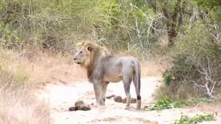 rugissement du lion Tembe Elephant Park [upl. by Hajed207]