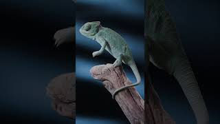 The Remarkable World of Chameleons part 2 [upl. by Lissie]