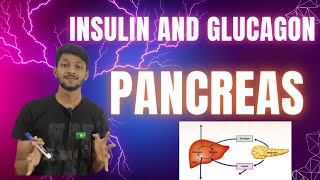 How Insulin and Glucagon Control Your Hunger neet 2025 in hinglish [upl. by Adnohral821]