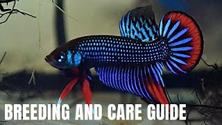 Wild Betta Breeding  How to Breed and Care for Betta Imbellis [upl. by Asaert]