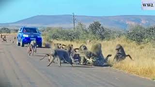 Leopard Attacks Baboon Herd  Baboon VS Leopard LeopardBaboon [upl. by Benoite]