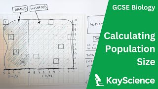 Using Quadrats Required Practical  GCSE Biology  kaysciencecom [upl. by Macey]