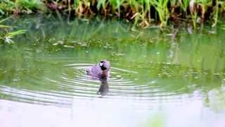 Piedbilled Grebe Calling [upl. by Fellner368]