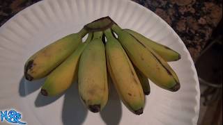 Baby Banana  Musa acuminata  lady finger Chiquita banana  fruit review [upl. by Anaderol]