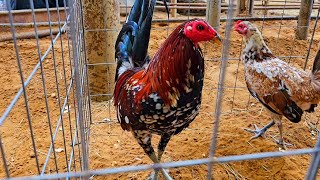 El Gallo Show 2 en Cleburne Texas [upl. by Ellenad]