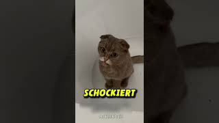 Katze wird Schwarz nachdem sie in Kamin klettert 😱 [upl. by Ethbinium829]