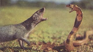 VIDEO Cobra Vs mongoose fight caught on camera  INDIA [upl. by Sanferd535]