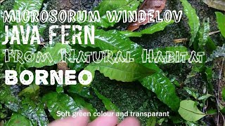 How to Care java fern  First u Should see Java Fern in Natural Habitat  english subtitle [upl. by Anastasius]